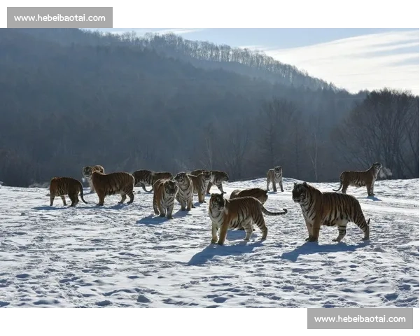 霸王龙与东北虎跨时空巅峰对决谁才是真正王者科学想象震撼解析视频 霸王龙与东北虎跨时空巅峰对决谁才是真正王者科学想象震撼解析视频
